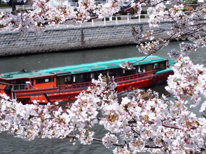 07お花見 屋形船